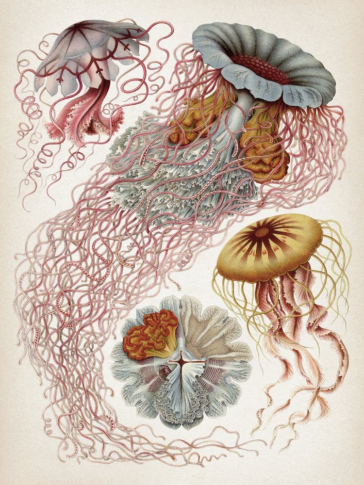 Vintage Haeckel 4 Tafel 8 Scheibenquallen