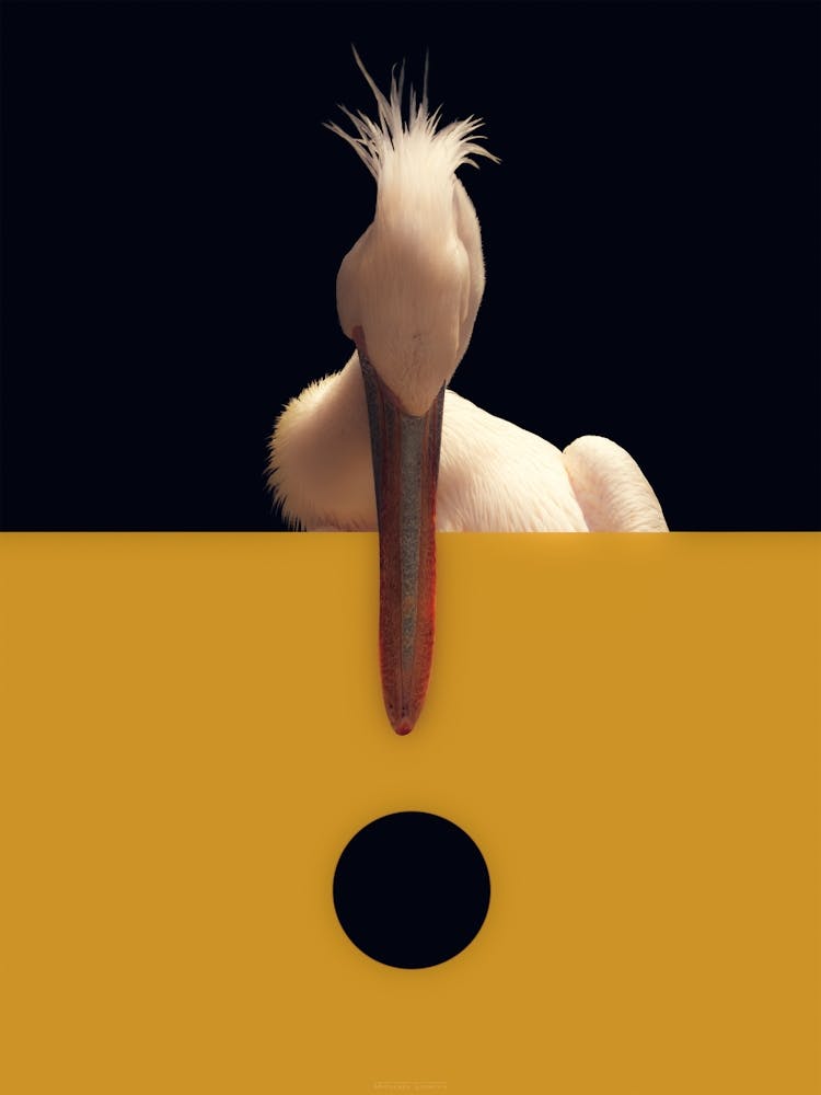 Black, Yellow And Pelican!