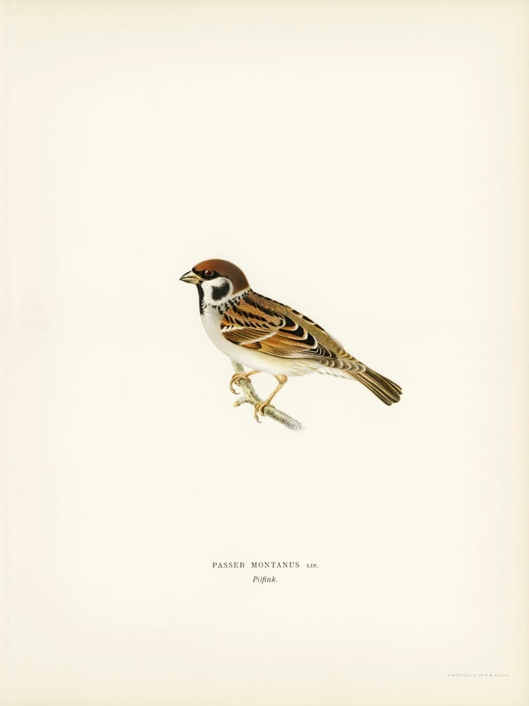 Eurasian Tree Sparrow, Tree Sparrow (Passer Montanus), The Von Wright Brothers
