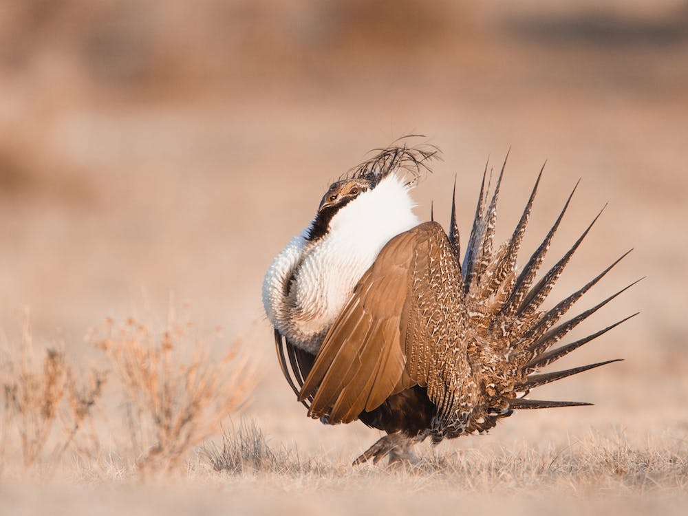 Greater Sage Grouse