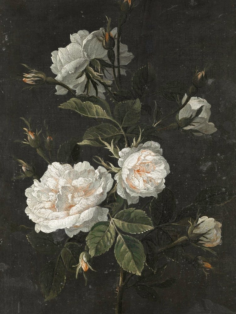 Still Life French Roses
