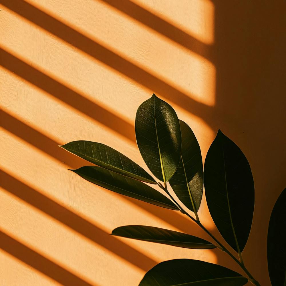Plant On An Orange Wall