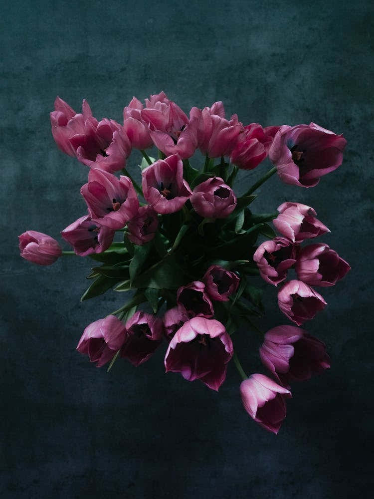 Bouquet Tulips In The Morning