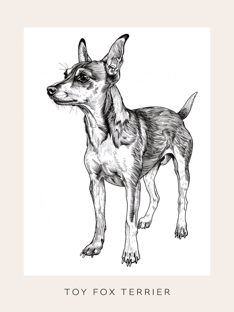 Toy Fox Terrier Dog Line Sketch 3 Poster