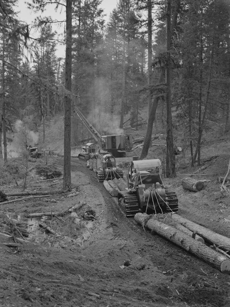 Grant County, Oregon, Forêt Nationale de Malheur, Tracteurs Caterpillar Traînant des Billes Jusqu'au Lieu de Chargement