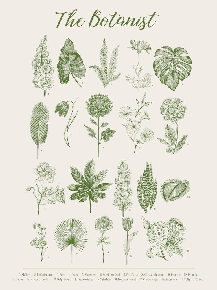 Botanical Print in Green