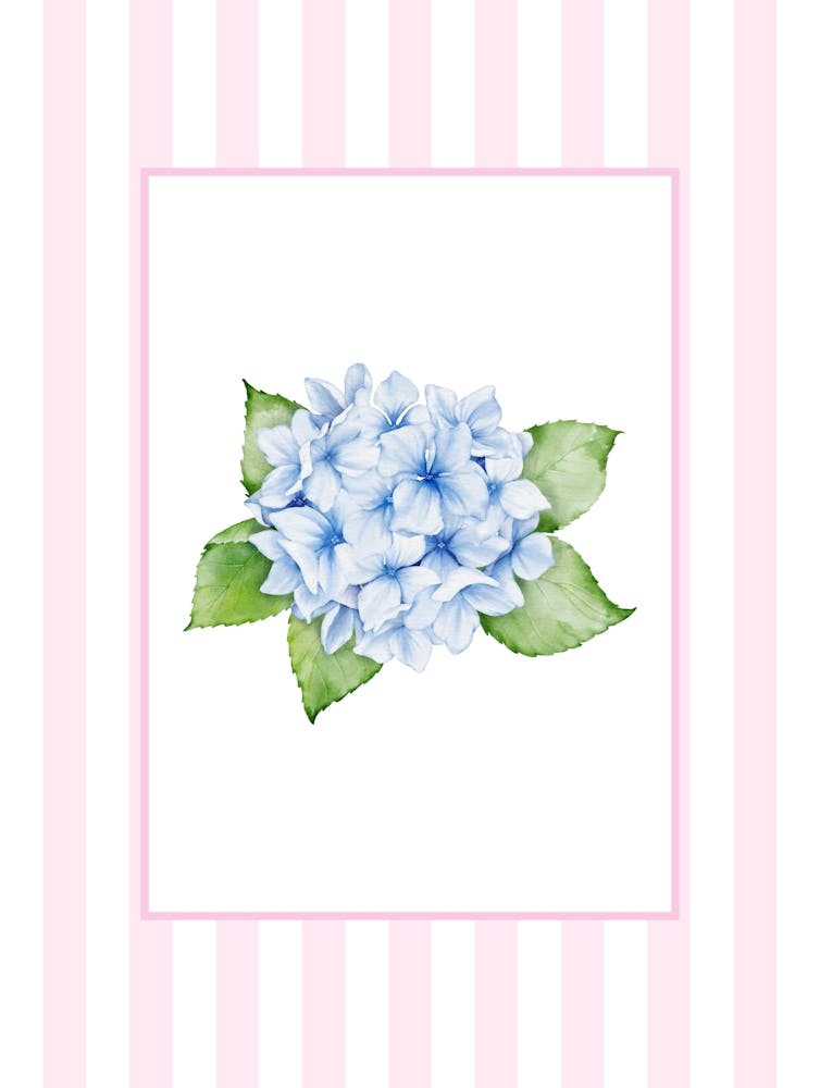 Pink And Blue Hydrangea 2