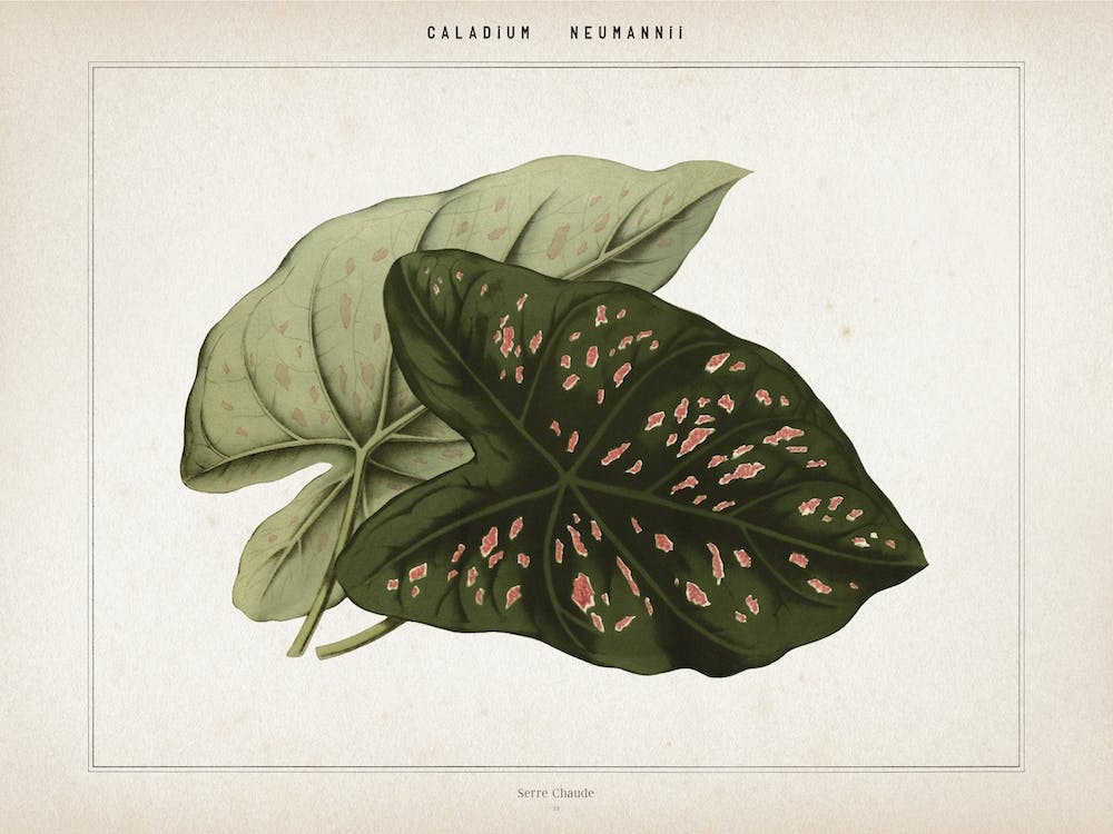 Vintage Houtte 1 Caladium Neumannii