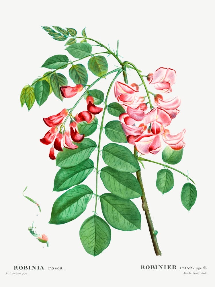 Robinia Rosea, Pierre Joseph Redoute