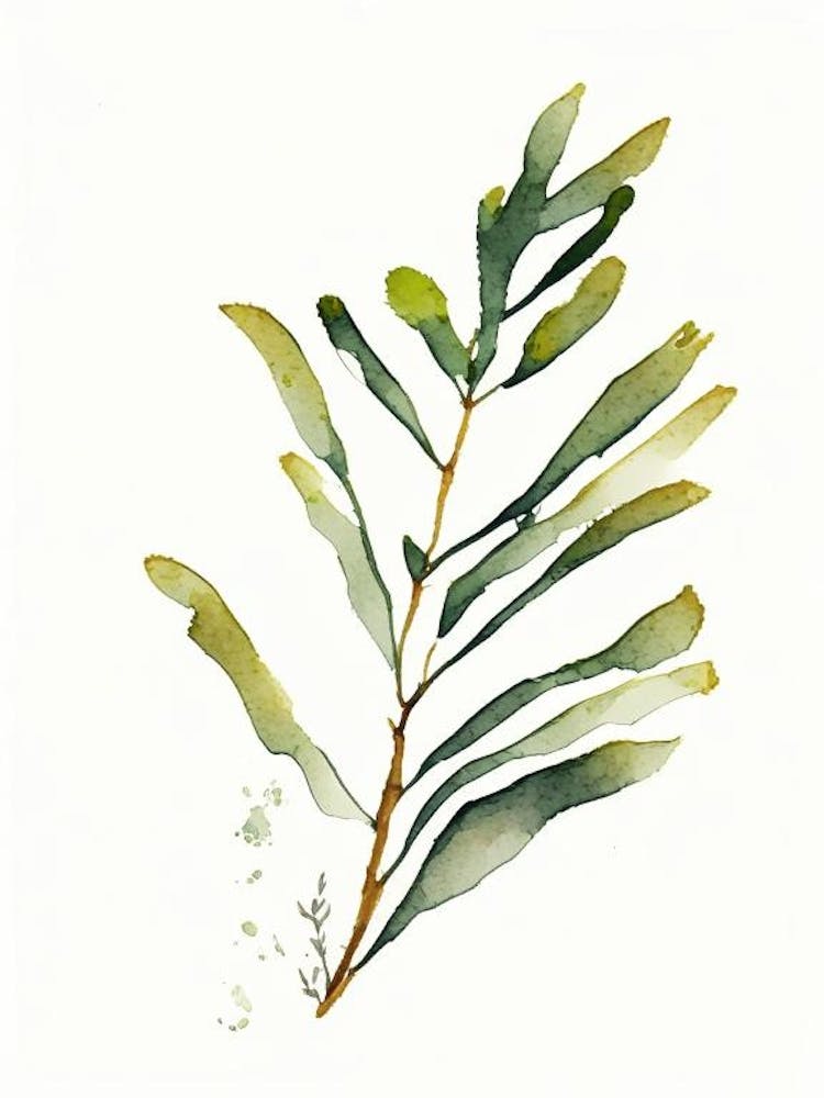Bladderwrack Leaf Minimalist Watercolour 3