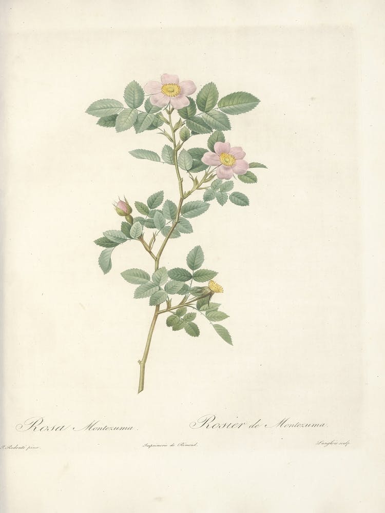Rosen-Illustration, Pierre Joseph Redoute (50)