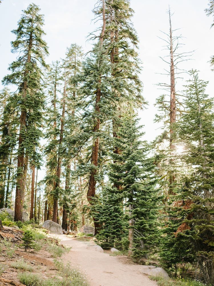 National Parks Yosemite Trees
