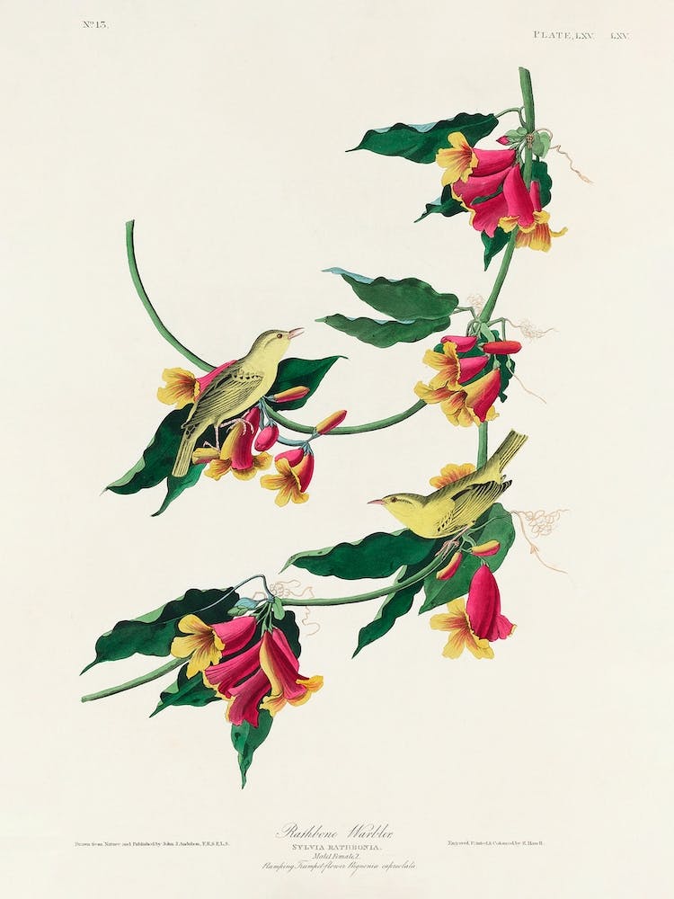 Rathbone Warbler, Birds Of America, John James Audubon