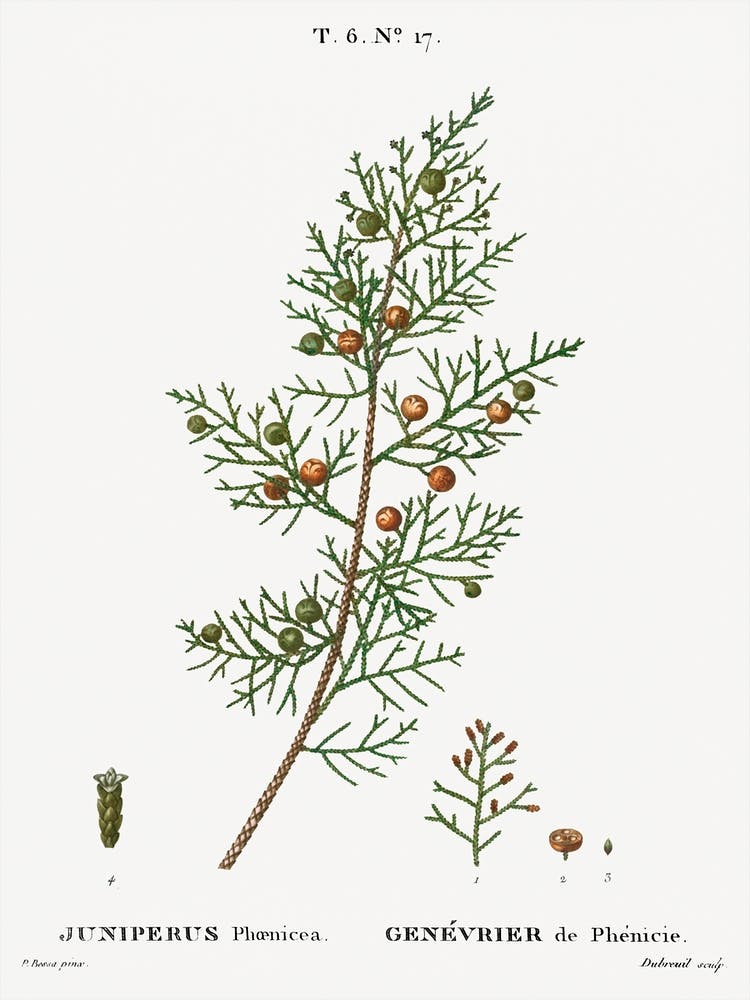 Phoenicean Juniper, Pierre Joseph Redoute