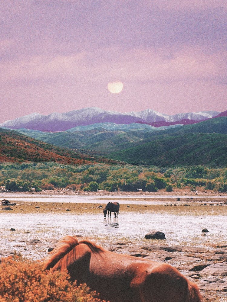 Peaceful Evening In The Nature With Horses