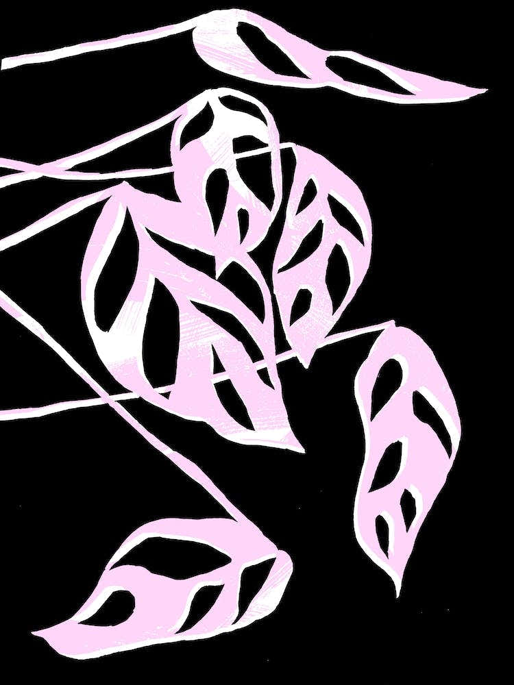 Monstera Obliqua In Black And Pink