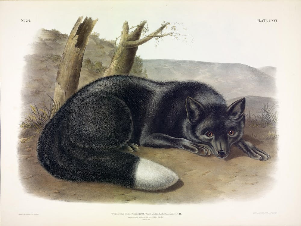 American Black Or Silver Fox, John James Audubon