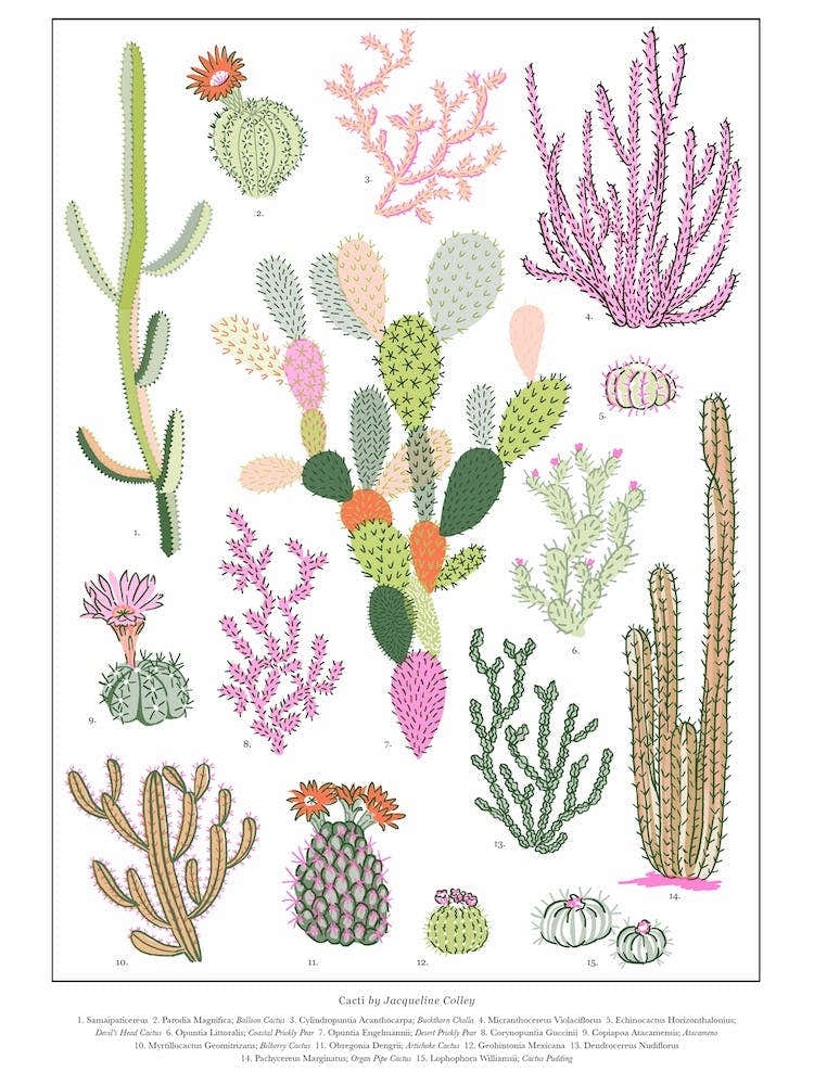 Cacti Botanical