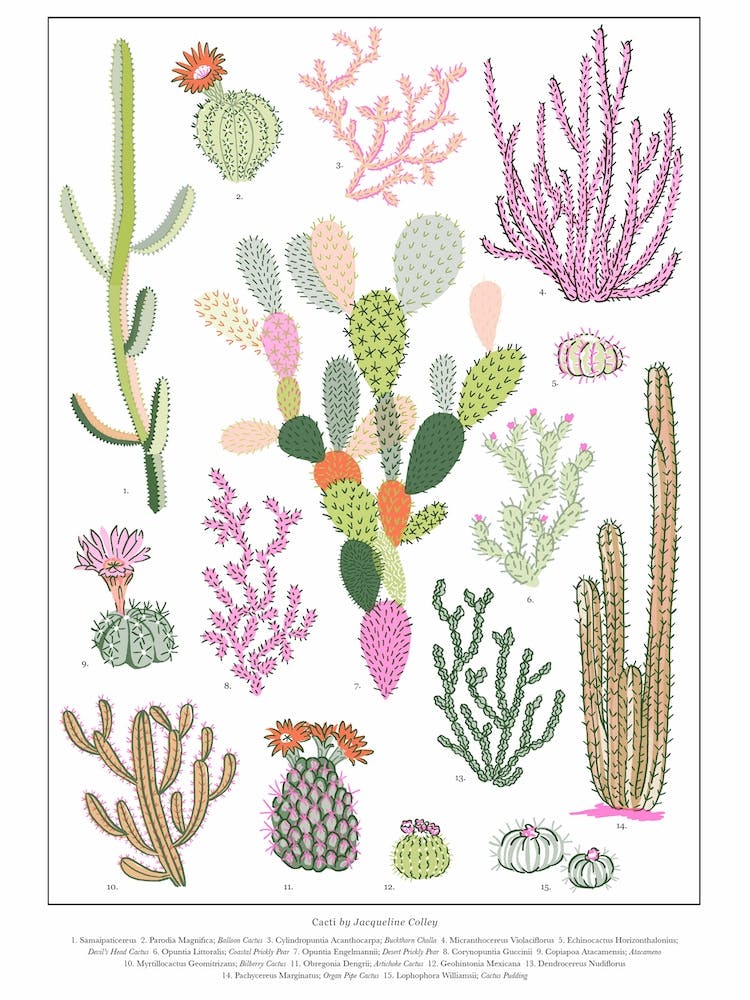 Cacti Botanical