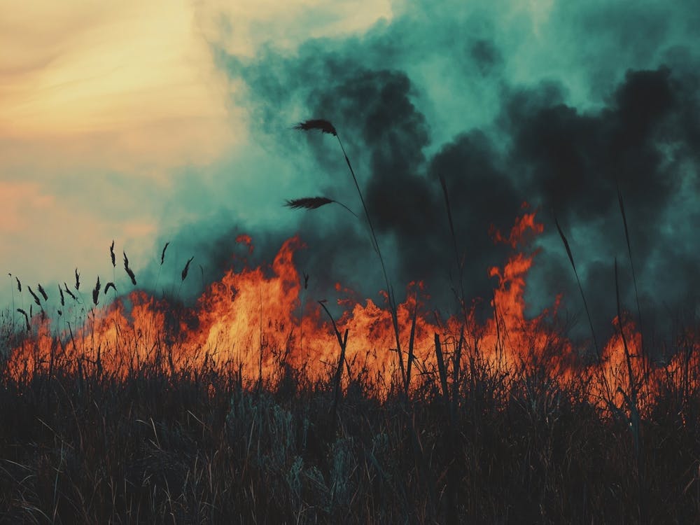 Fire of Burning Forest Fire in High Summer