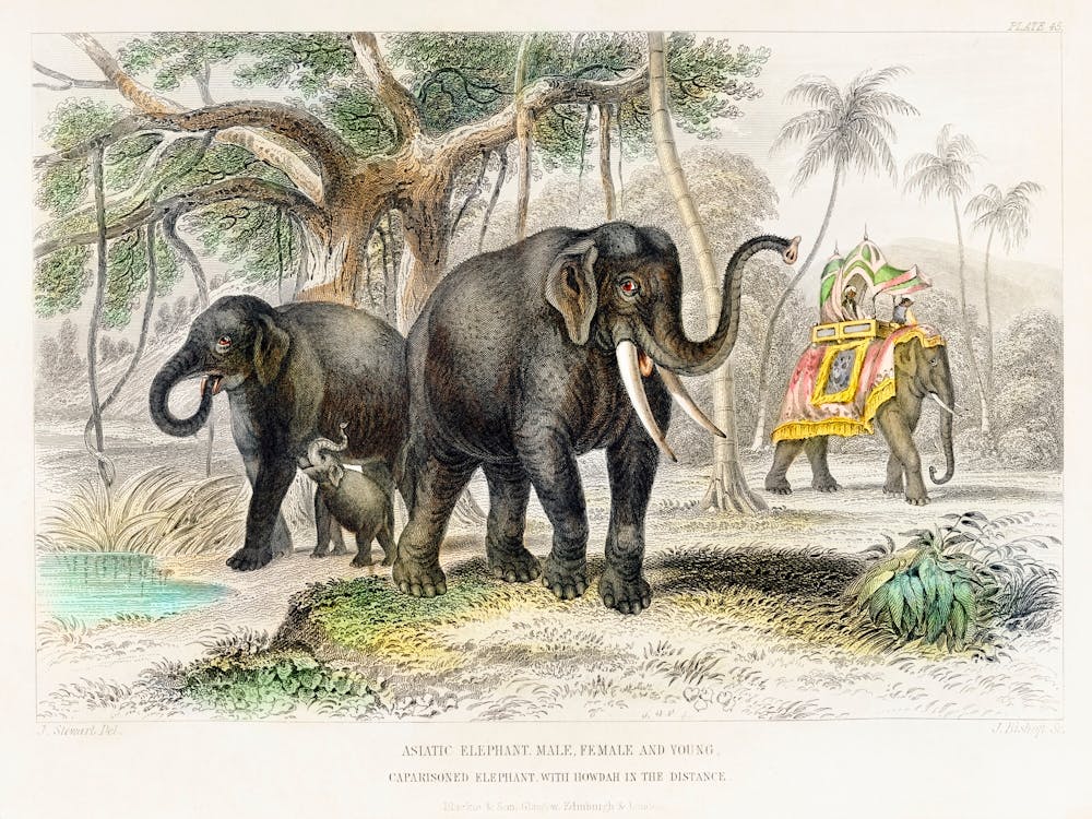 Asiatic Elephant And Caparisoned Elephant, Oliver Goldsmith
