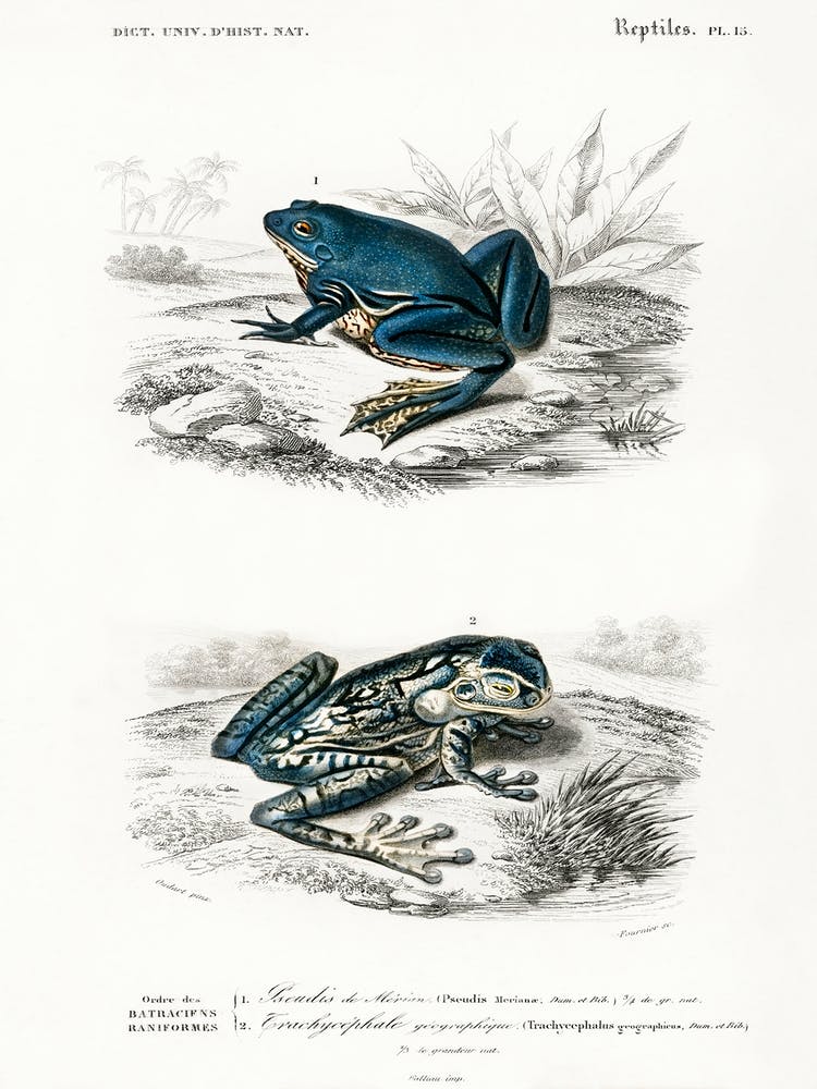 Shrinking Frog And Black Spotted Casque Headed Tree, Charles Dessalines D' Orbigny