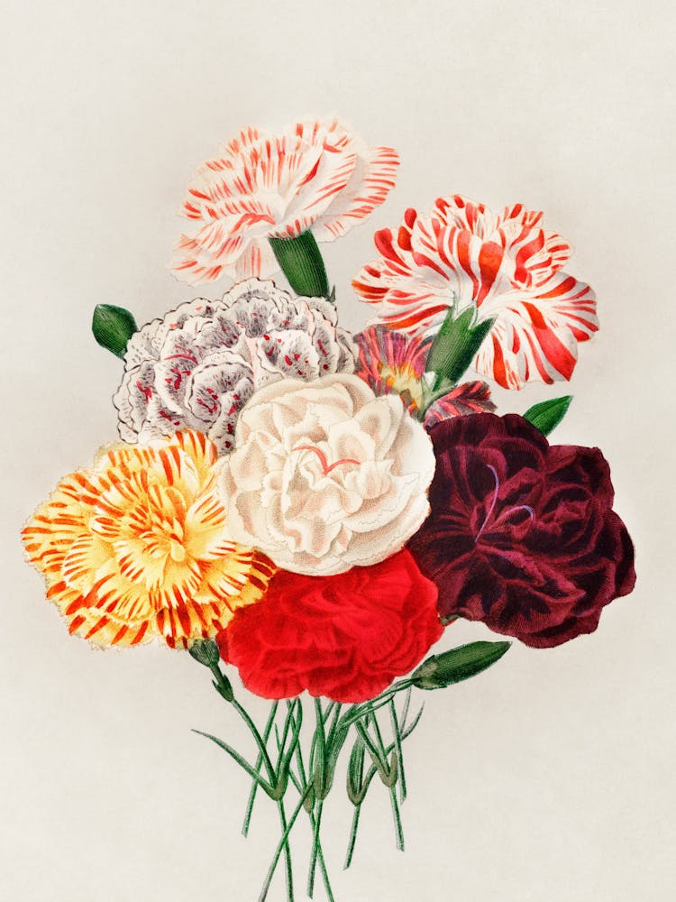 Carnations 4