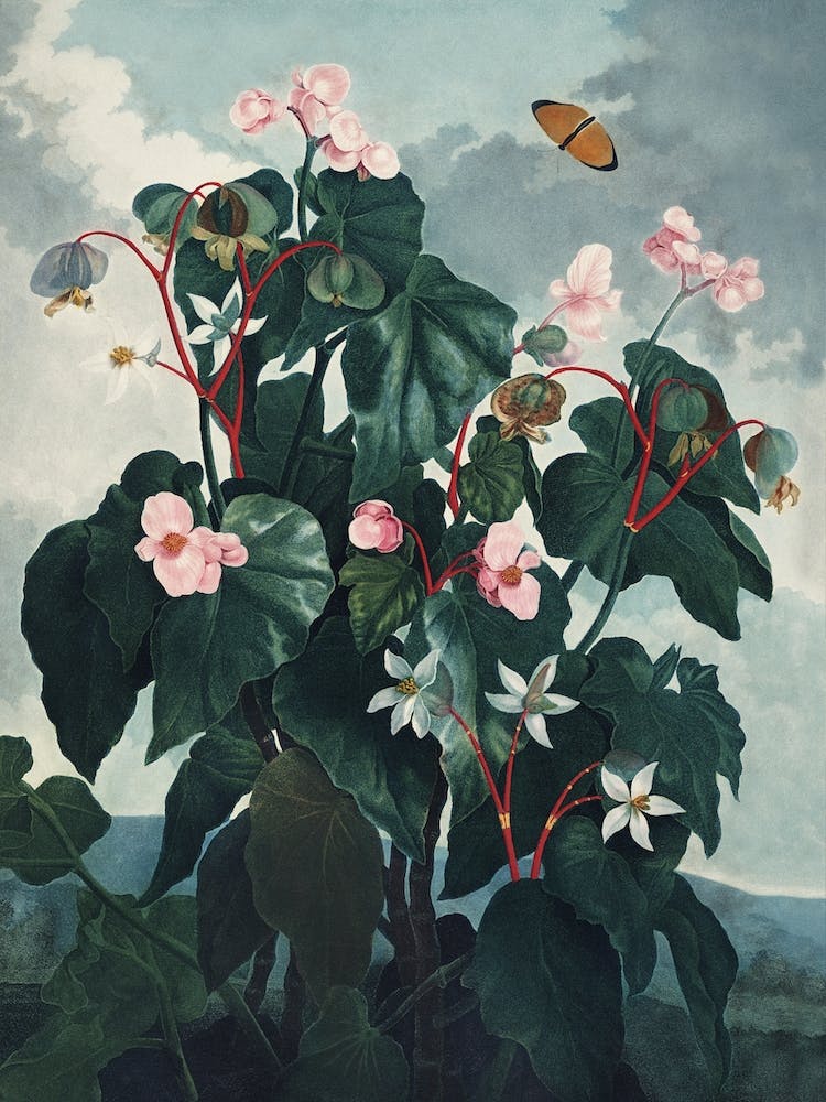 Vintage Thornton 4 Oblique Begonia