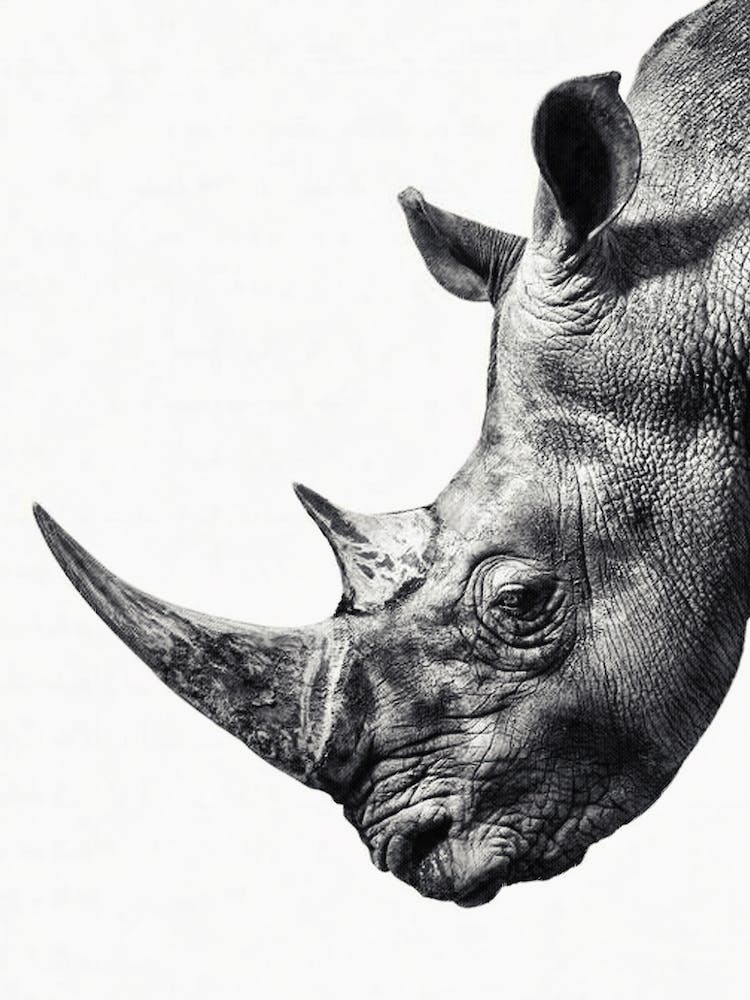Rhino