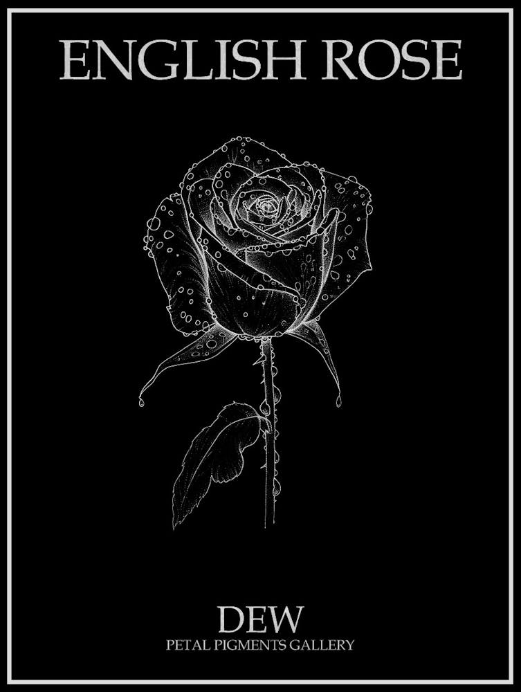 English Rose Dew Line Drawing 1 Poster Inverted