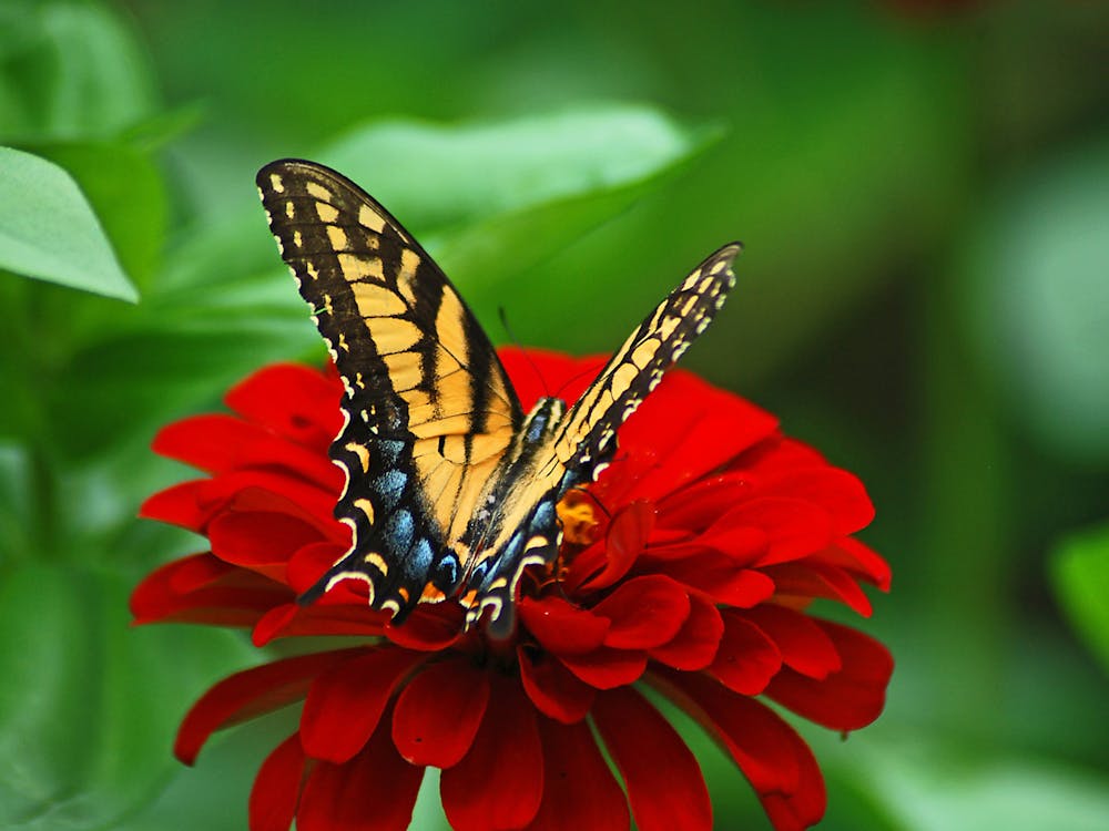 Spring Butterfly On Zinnia