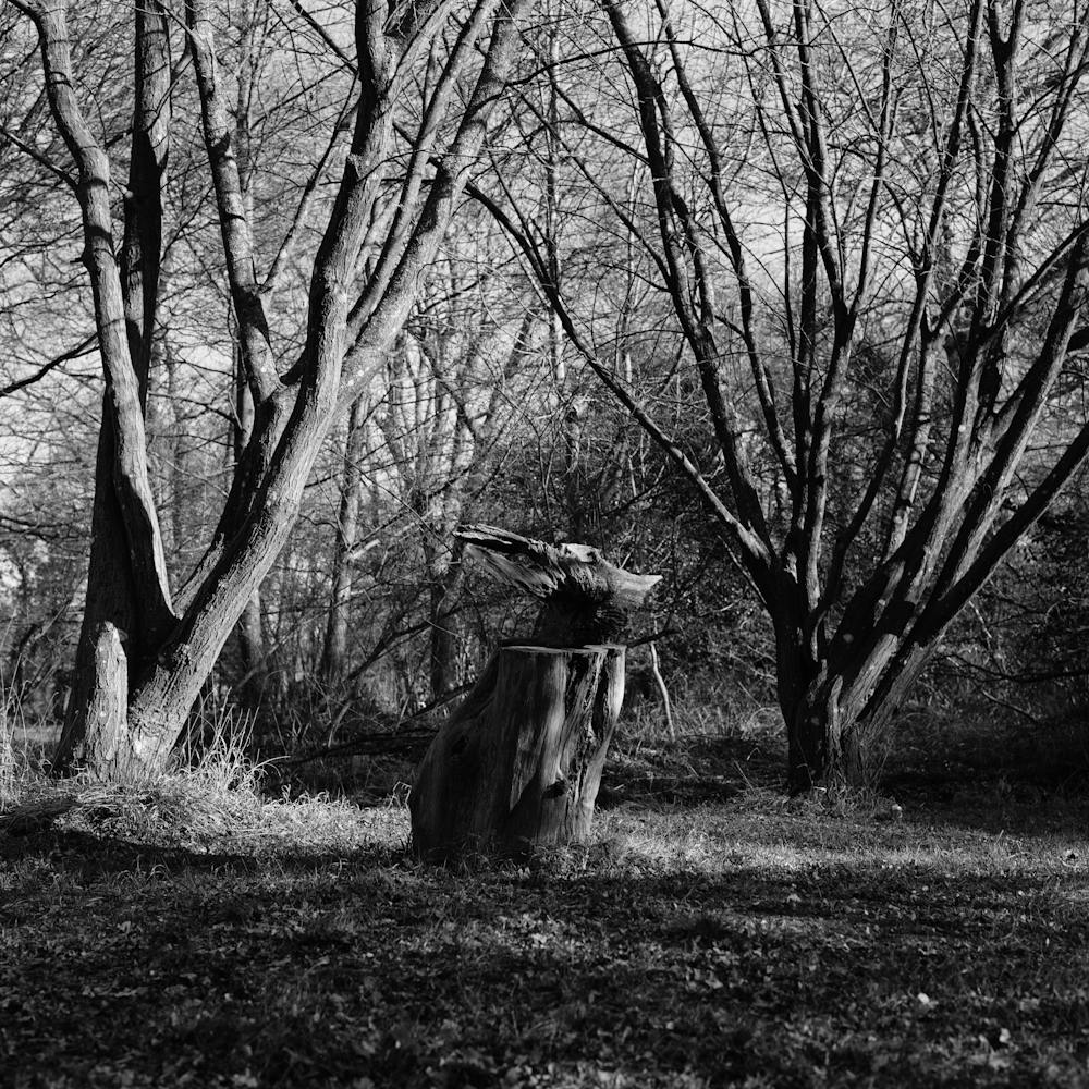 Head In The Woods Black and White