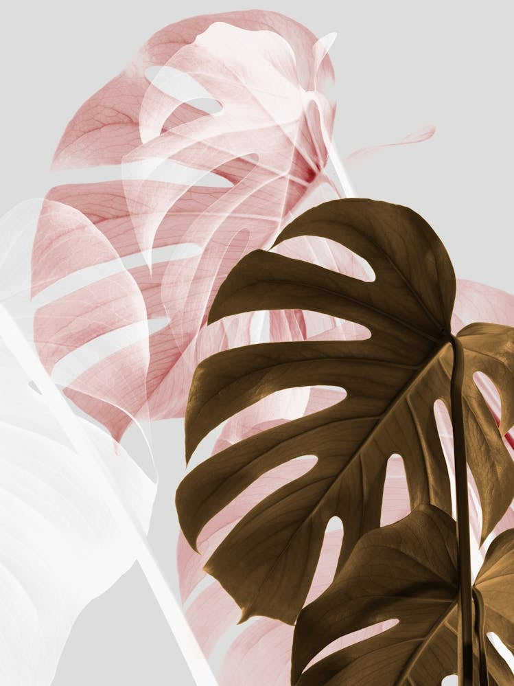 Monstera Leaves metallic Pink and Bronze_2058424