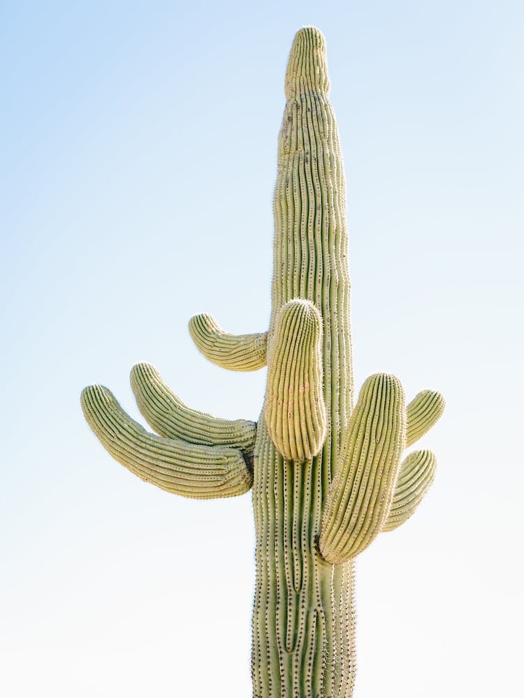 Desert Single Cactus