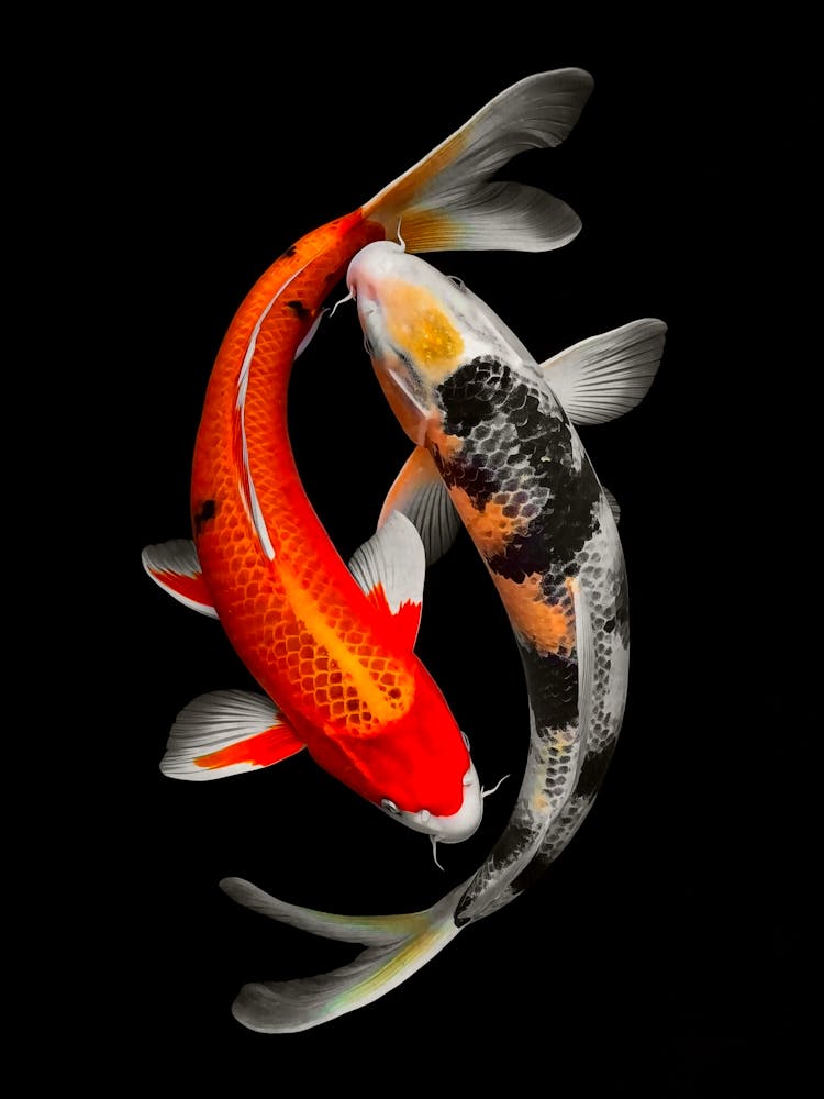 Koi Fish