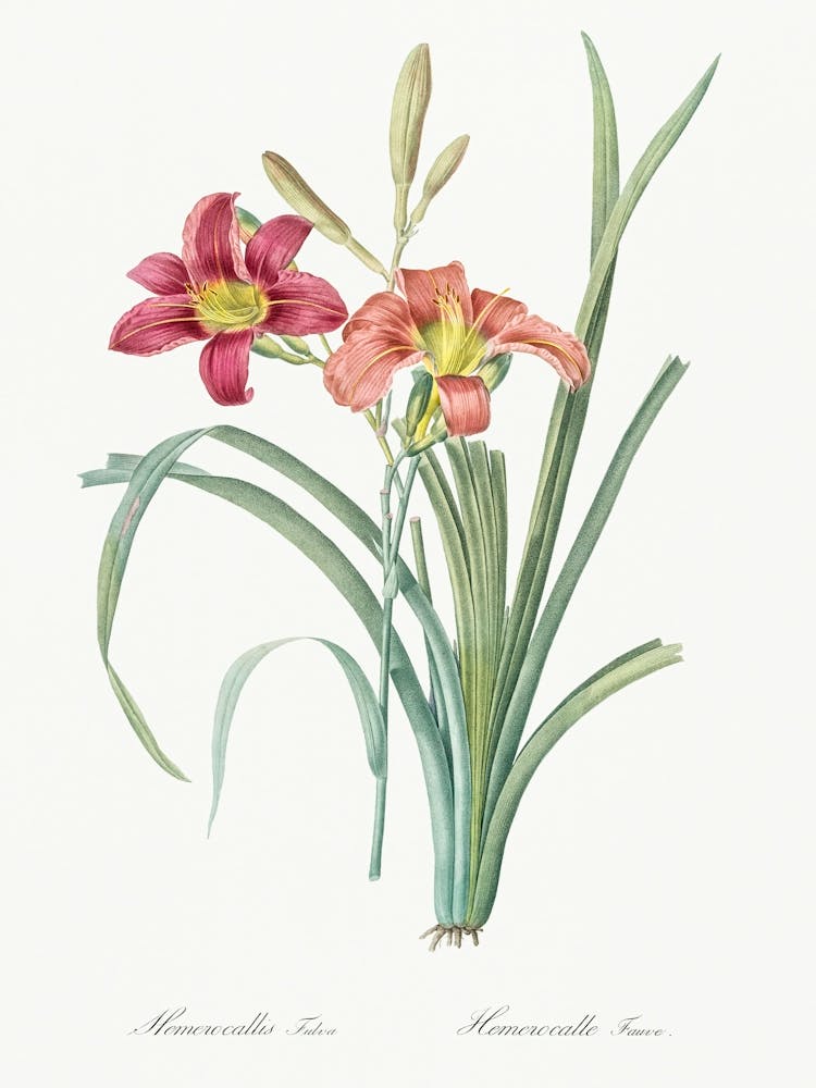 Orange Day Lily Illustration From Les Liliacées (1805), Pierre Joseph Redoute