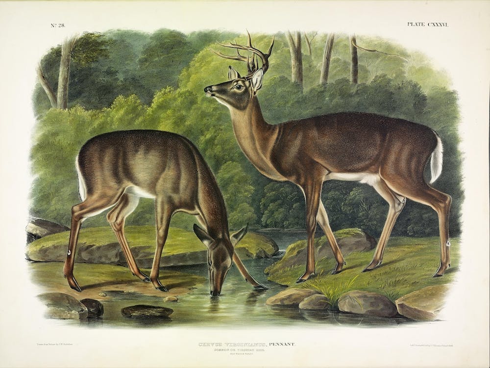 Common Deer, John James Audubon
