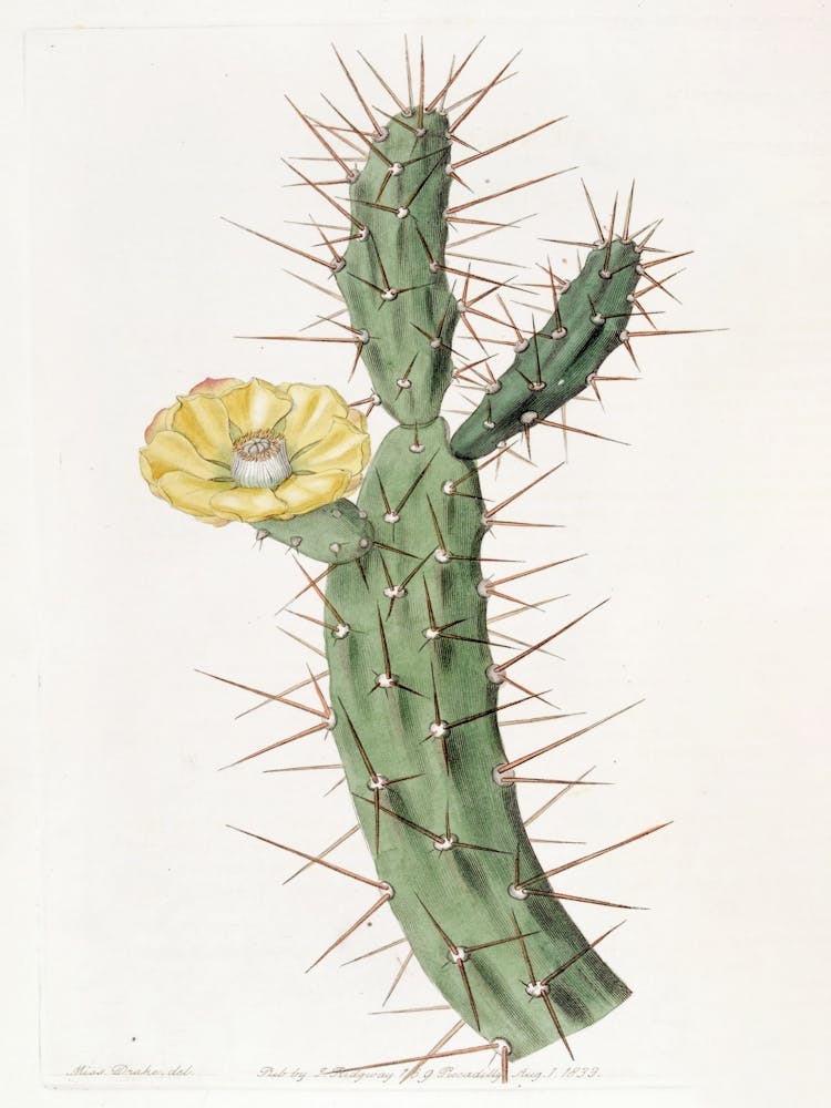 Orange Coloured Indian Fig (1815 1819)