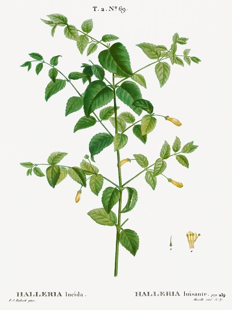 Tree Fuchsia, Pierre Joseph Redoute