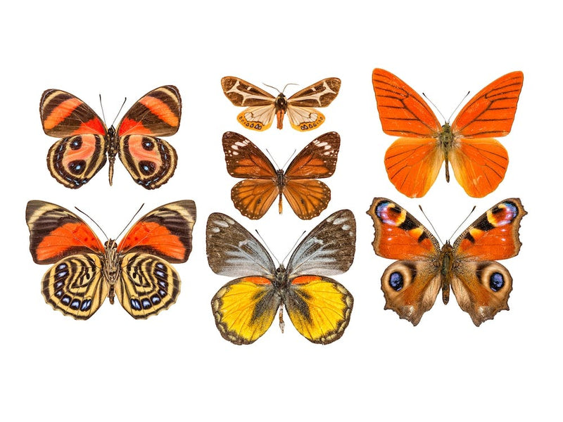 Sammlung orangefarbener Schmetterlinge