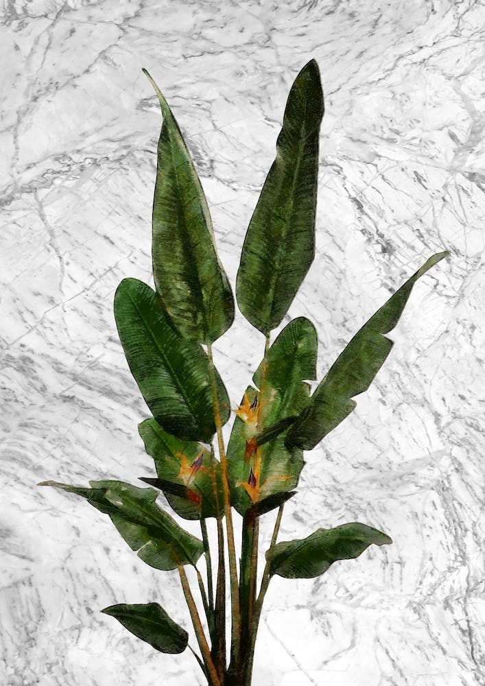 Bird of Paradise Plant on White Marble