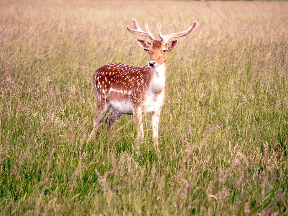 Phoenix Park, Dublin