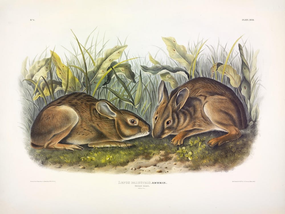 Marsh Hare, John James Audubon