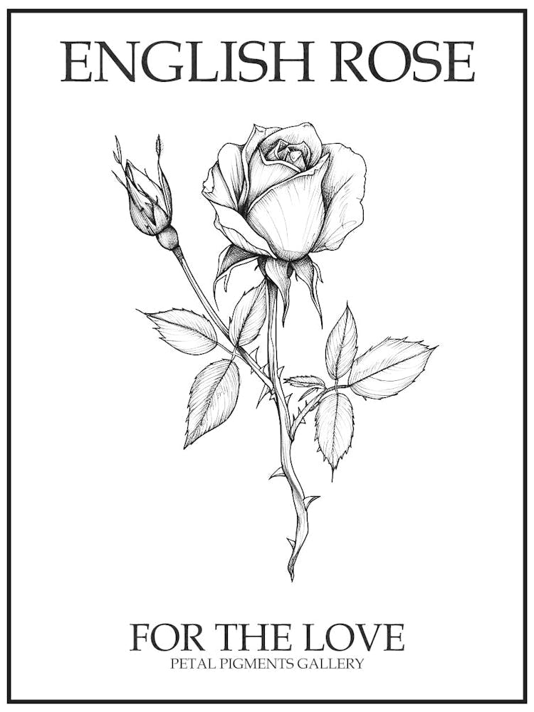 English Rose Black And White Line Drawing 24 Poster