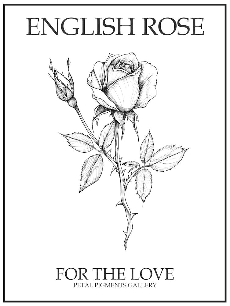 English Rose Black And White Line Drawing 24 Poster
