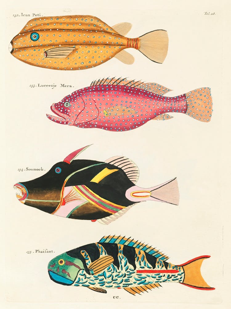 Colourful And Surreal Illustrations Of Fishes Found In Moluccas (Indonesia) And The East Indies, Louis Renard(8)