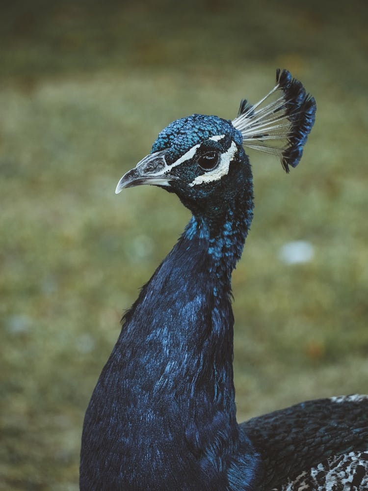 Peacock 1