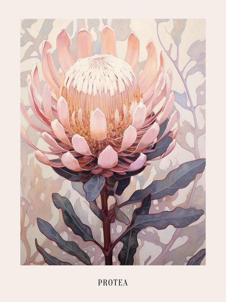 Floral Illustration Protea Poster