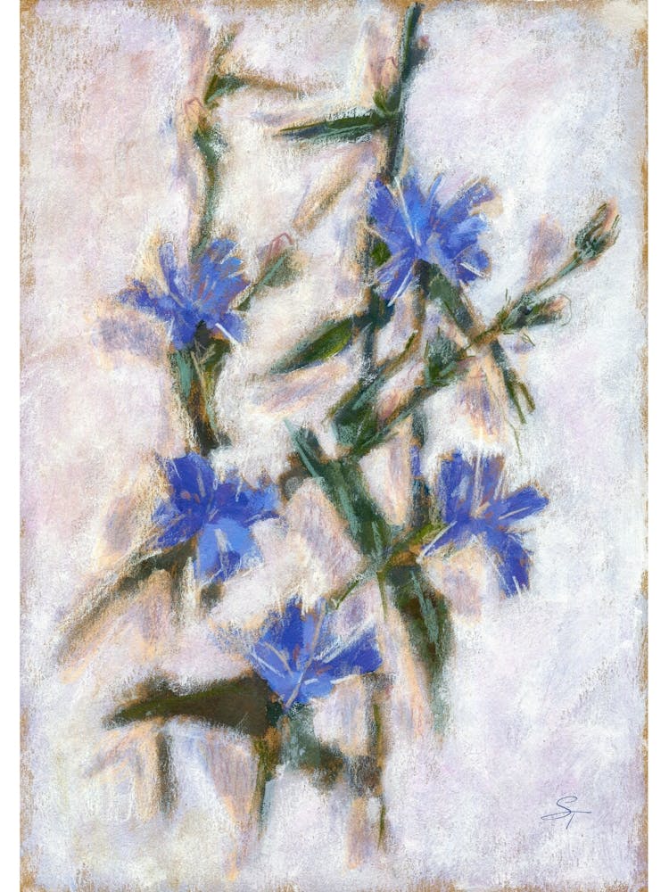 Blue Cornflowers Chicory