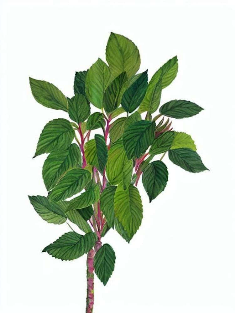 Copper Plant (Acalypha Wilkesiana) Watercolor